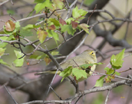 Orange crowned Warbler 2095